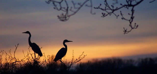 7 unique bird sanctuaries in India